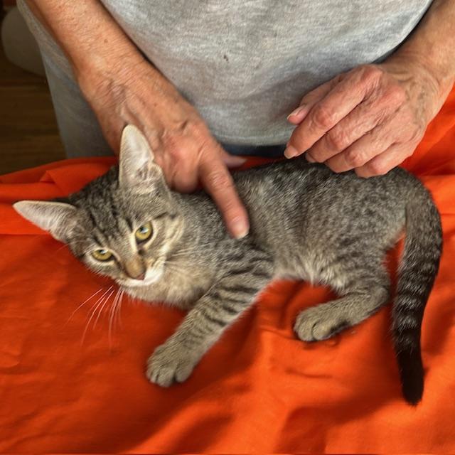 purring Buster 4 months old