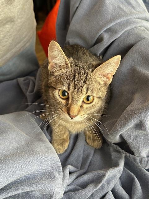 purring Buster 4 months old, a Adoptable mixed breed in Toluca Lake, CA image 6/6