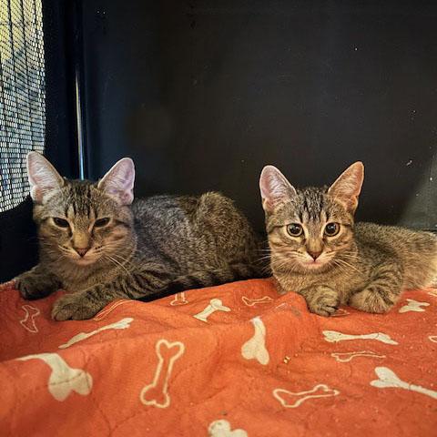 purring Buster 4 months old, a Adoptable mixed breed in Toluca Lake, CA image 5/6