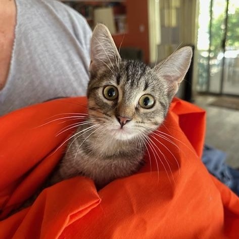 purring Buster 4 months old, a Adoptable mixed breed in Toluca Lake, CA image 2/6