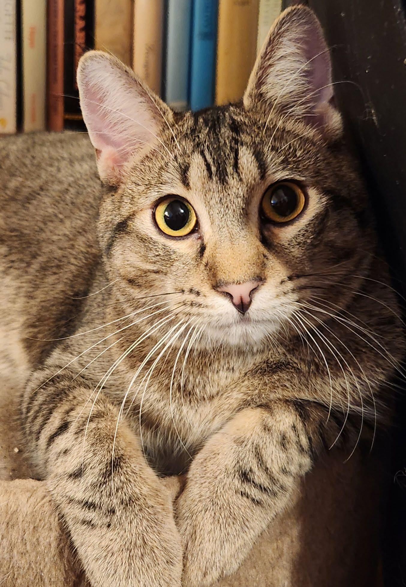 Enlarge purring Buster, a Adoptable mixed breed in Toluca Lake, CA image 2/5