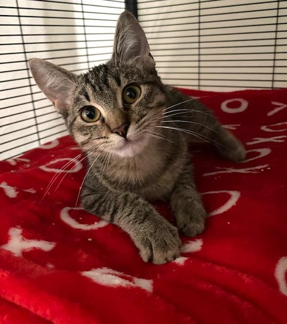 purring Buster 4 months old, Adoptable, Kitten Male Tabby & American Shorthair.