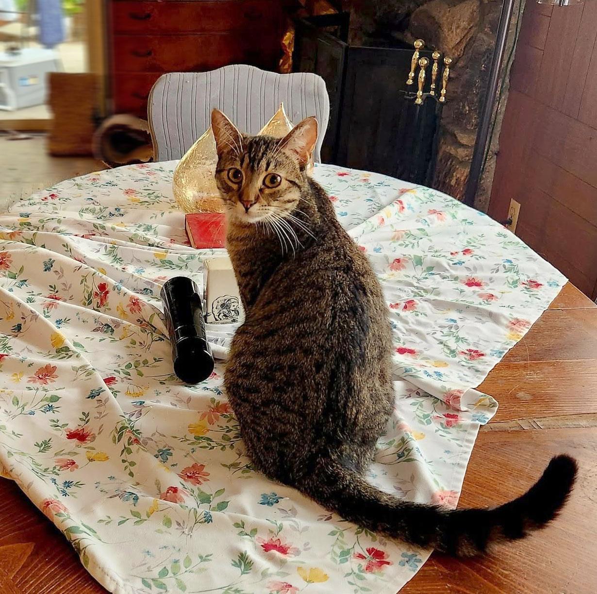 Enlarge purring Buster, a Adoptable mixed breed in Toluca Lake, CA image 1/5