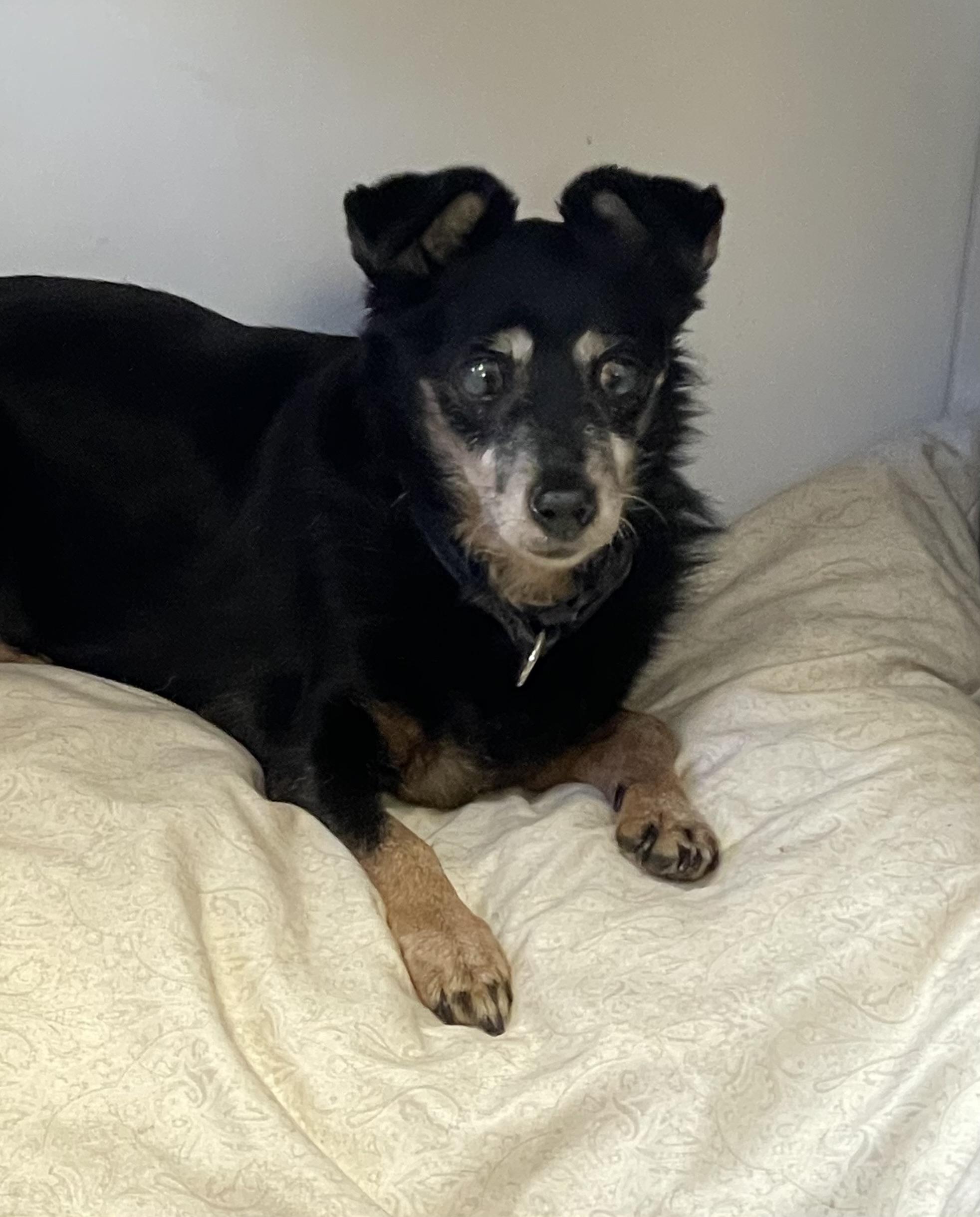 Matilda, ADOPTABLE, Senior Female Chihuahua.