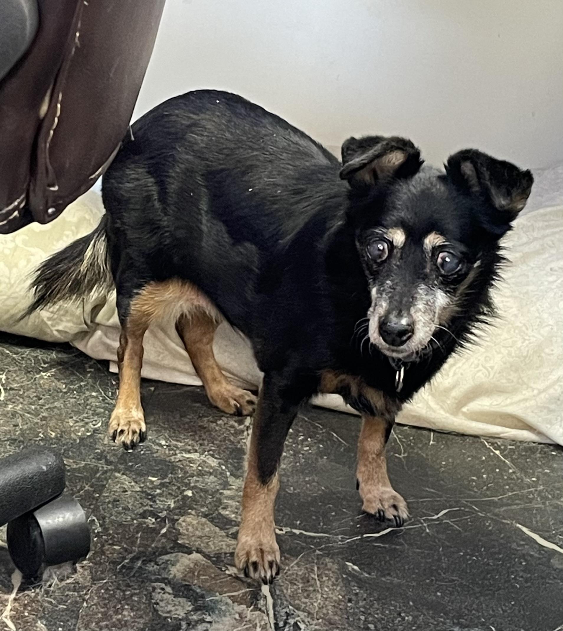 Matilda, a ADOPTABLE mixed breed in Barrington Hills, IL image 2/4
