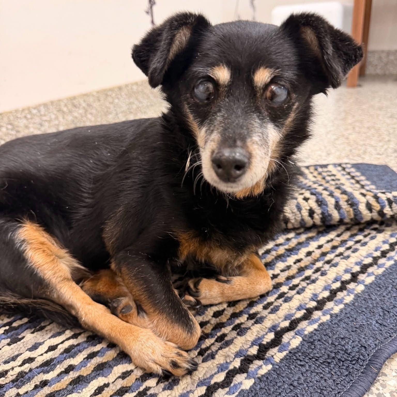 Matilda, a ADOPTABLE mixed breed in Barrington Hills, IL image 4/4