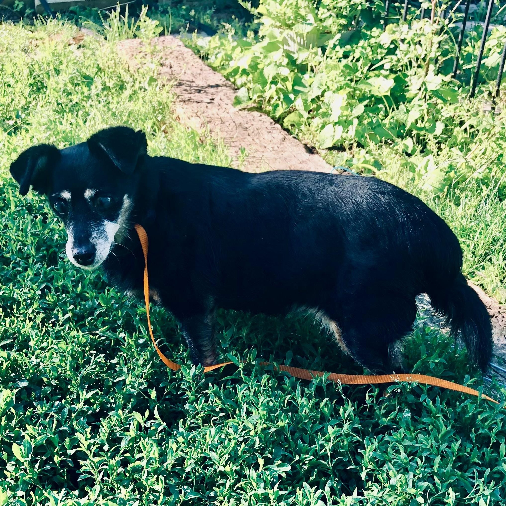 Matilda, a ADOPTABLE mixed breed in Barrington Hills, IL image 3/4