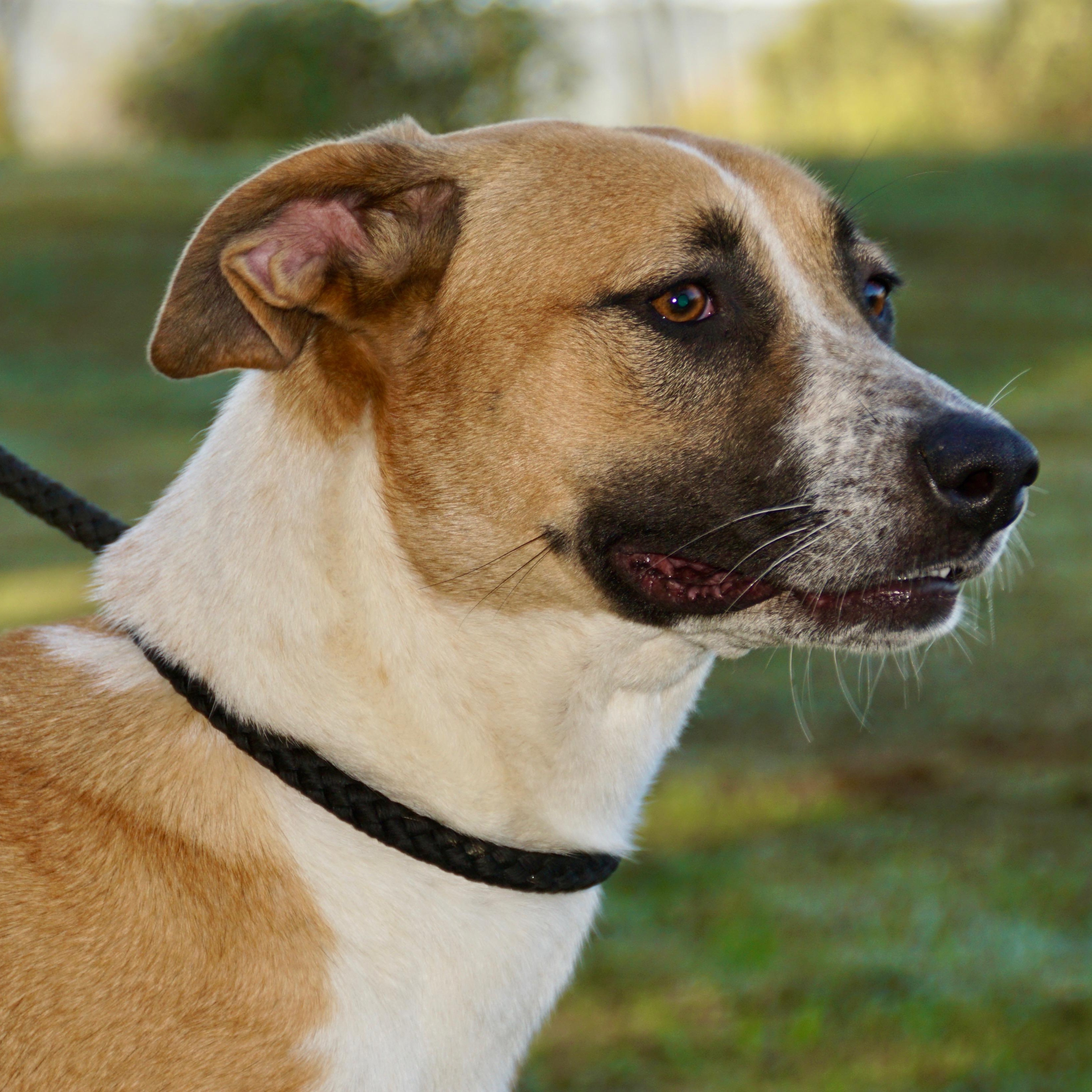Allie - s, a Adoptable mixed breed in Sequatchie, TN image 5/6