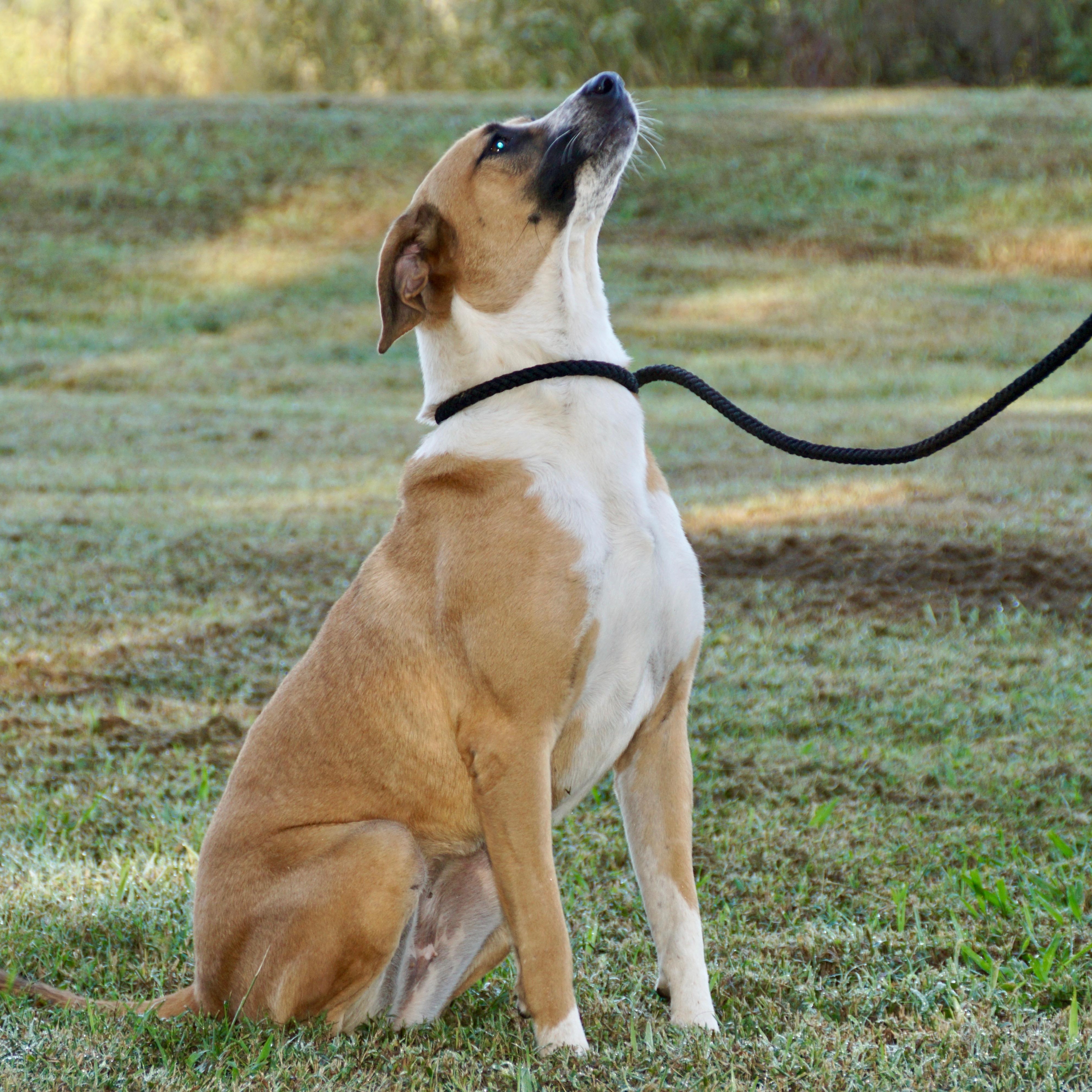 Allie - s, a Adoptable mixed breed in Sequatchie, TN image 4/6