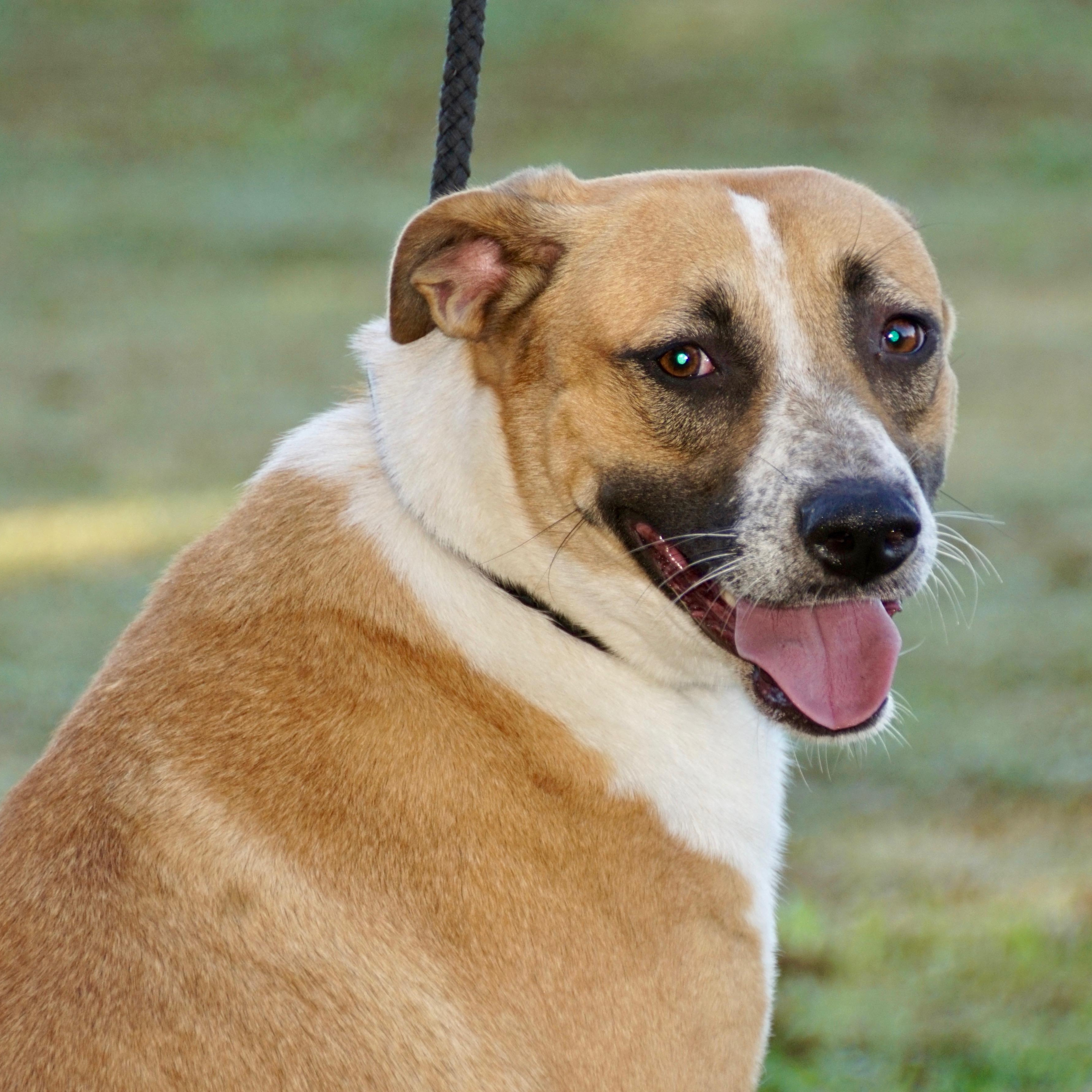 Allie - s, Adoptable, Young Female American Foxhound & Mountain Cur.