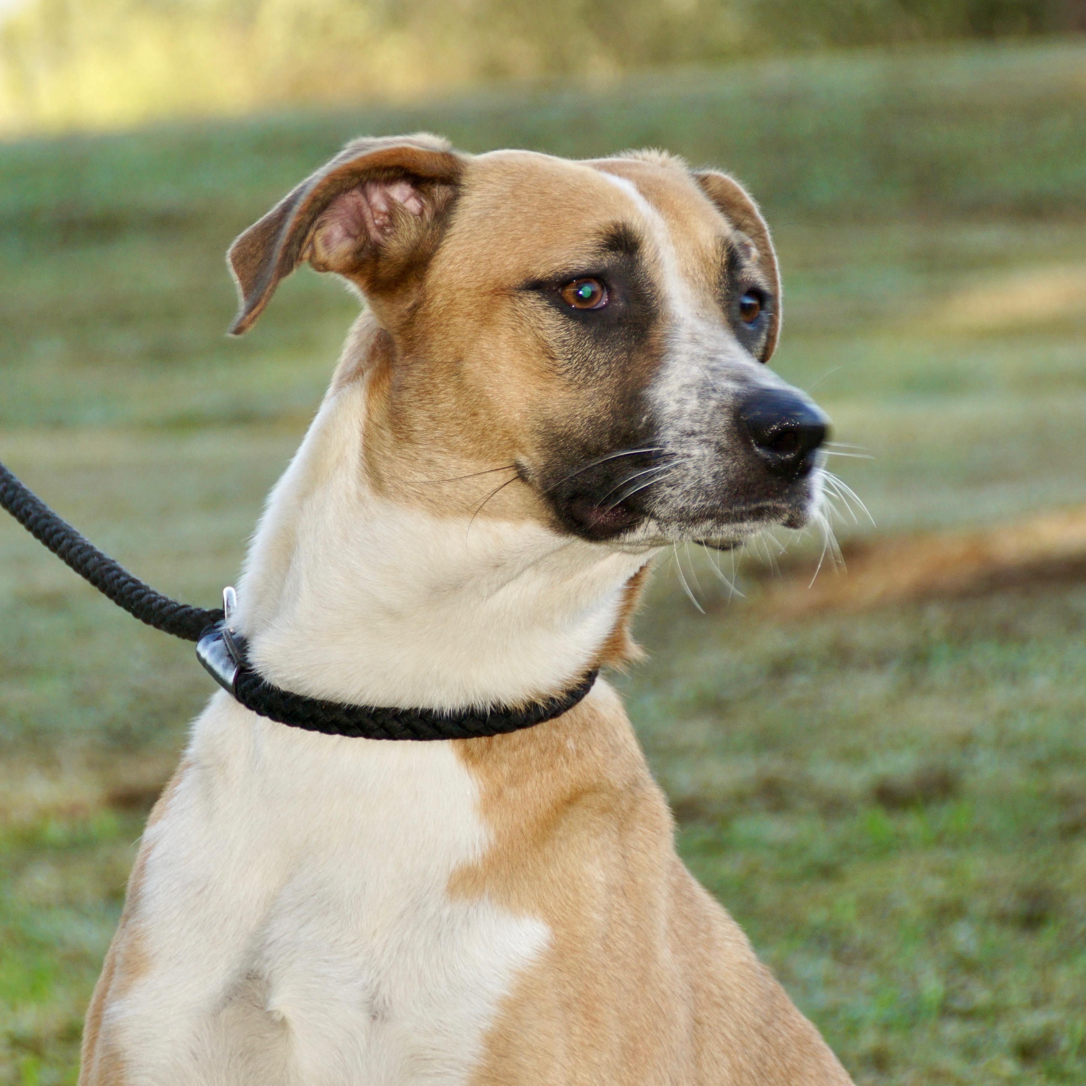 Allie - s, a Adoptable mixed breed in Sequatchie, TN image 6/6