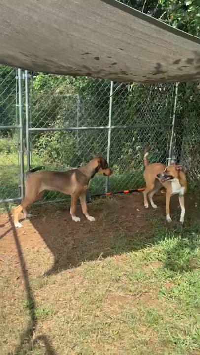 Enlarge Allie - s, a Adoptable mixed breed in Sequatchie, TN video 3/6