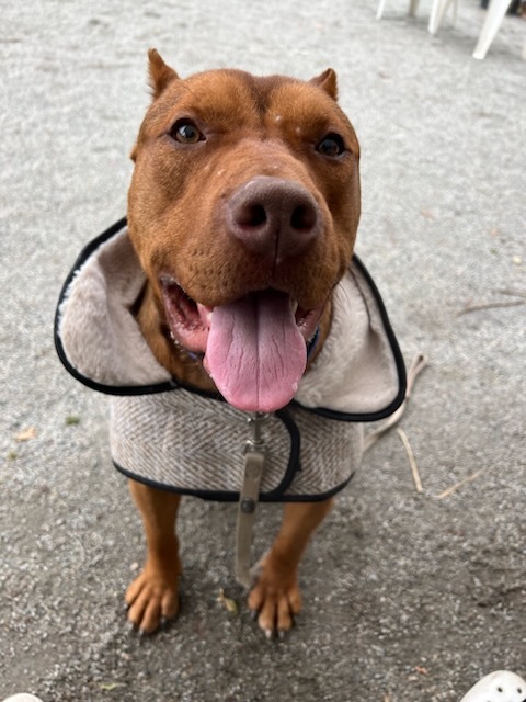 Enlarge Ladybug, a Adoptable Pit Bull Terrier in Teterboro, NJ image 1/6