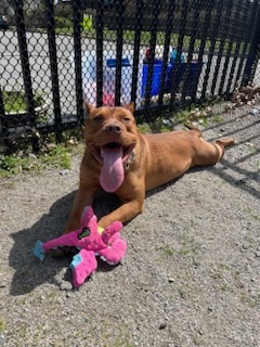 Enlarge Ladybug, a Adoptable Pit Bull Terrier in Teterboro, NJ image 2/6