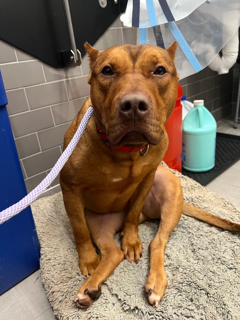 Enlarge Ladybug, a Adoptable Pit Bull Terrier in Teterboro, NJ image 3/6