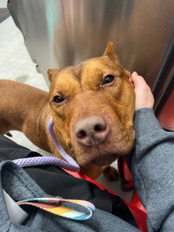 Enlarge Ladybug, a Adoptable Pit Bull Terrier in Teterboro, NJ image 4/6