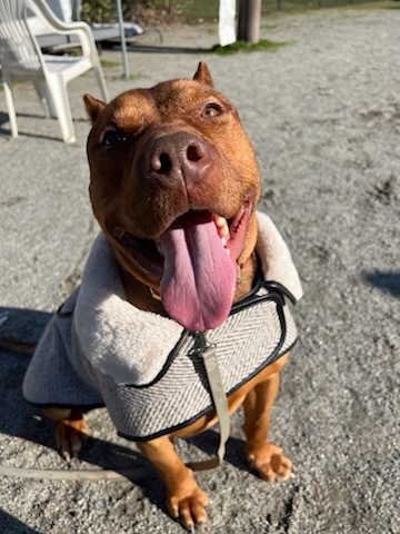 Enlarge Ladybug, a Adoptable Pit Bull Terrier in Teterboro, NJ image 5/6