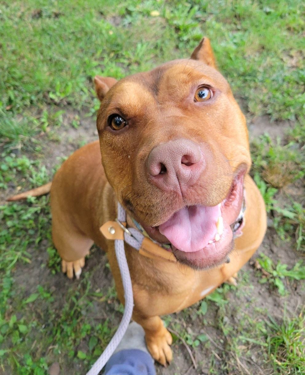 Enlarge Ladybug, a Adoptable Pit Bull Terrier in Teterboro, NJ image 6/6
