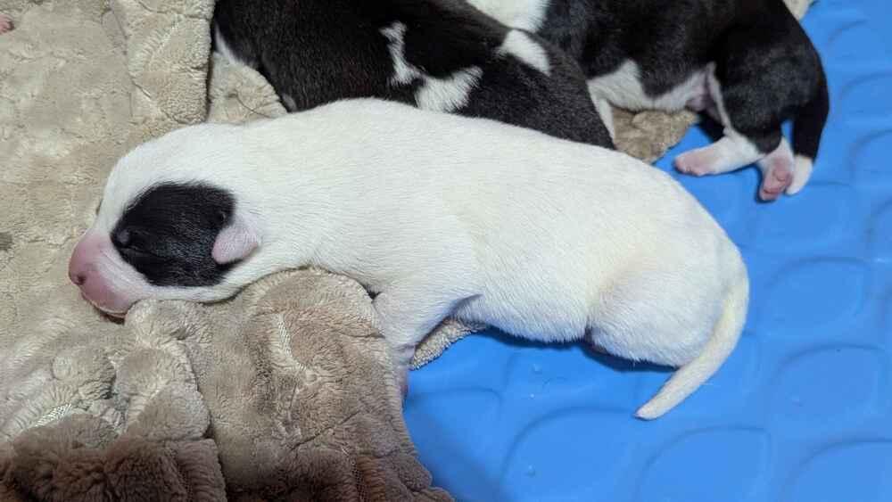 Aqua Bianca, Adoptable, Puppy Female Mixed Breed.