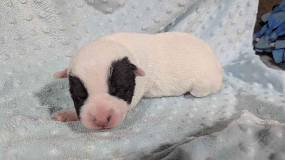 Enlarge Aqua Bianca, a Adoptable mixed breed in Grand Rapids, MI image 2/3