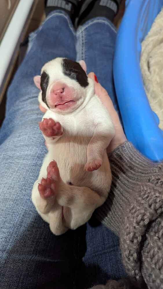 Enlarge Aqua Bianca, a Adoptable mixed breed in Grand Rapids, MI image 3/3