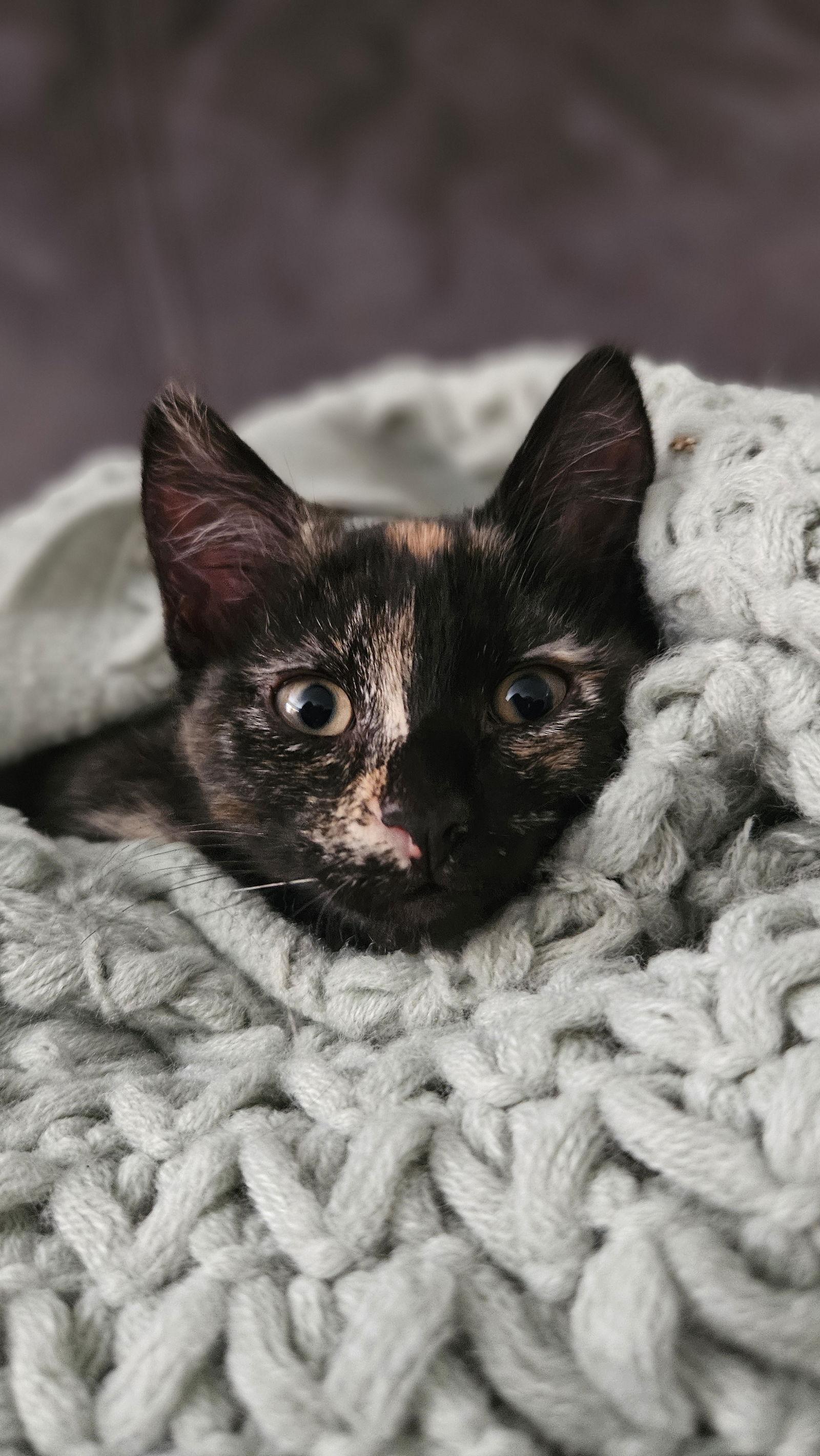 Snickers (bonded with Bounty), Adopted, Kitten Female Domestic Short Hair.