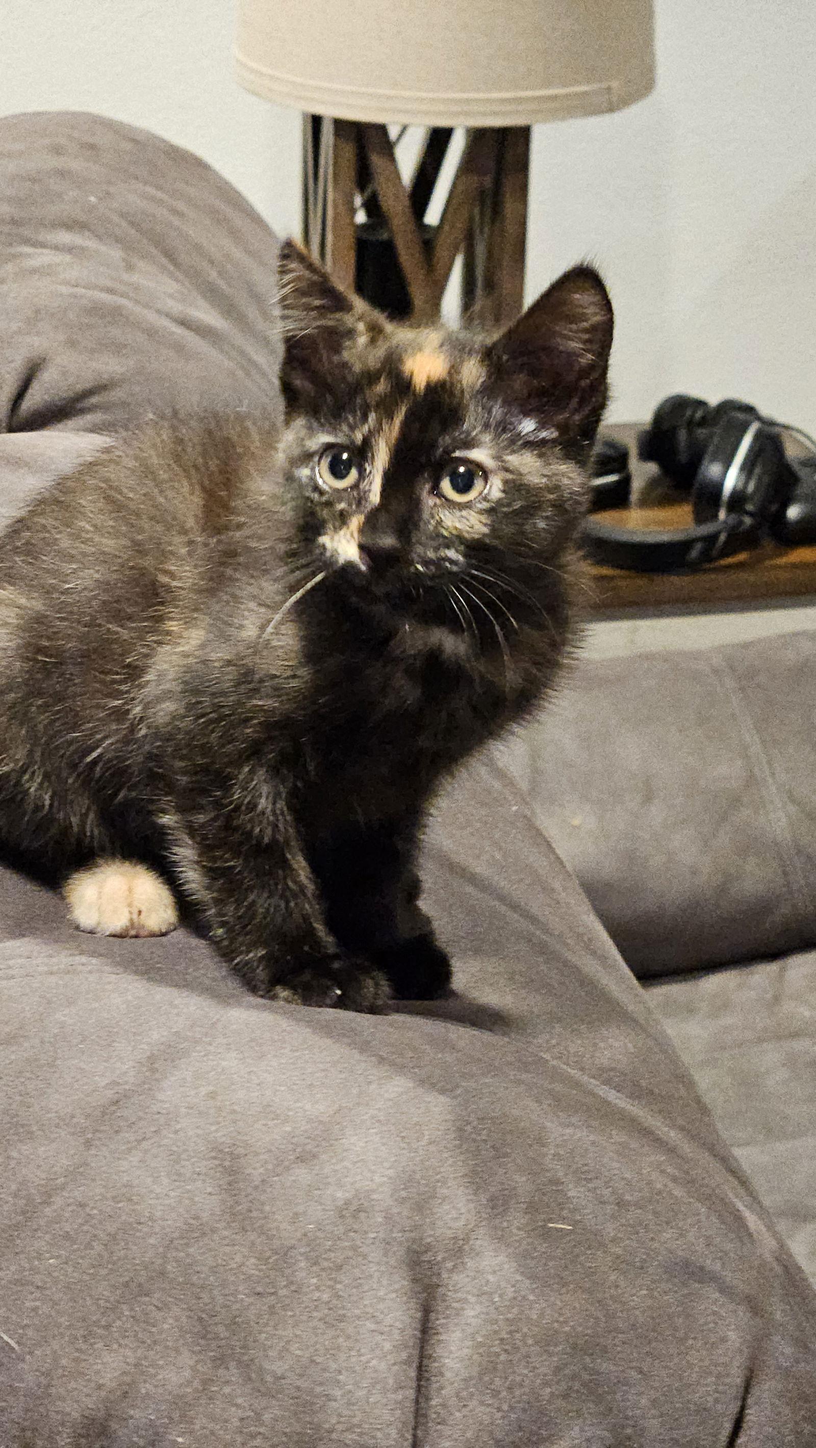 Enlarge Snickers (bonded with Bounty), a Adopted Domestic Short Hair in Antioch, CA image 2/3