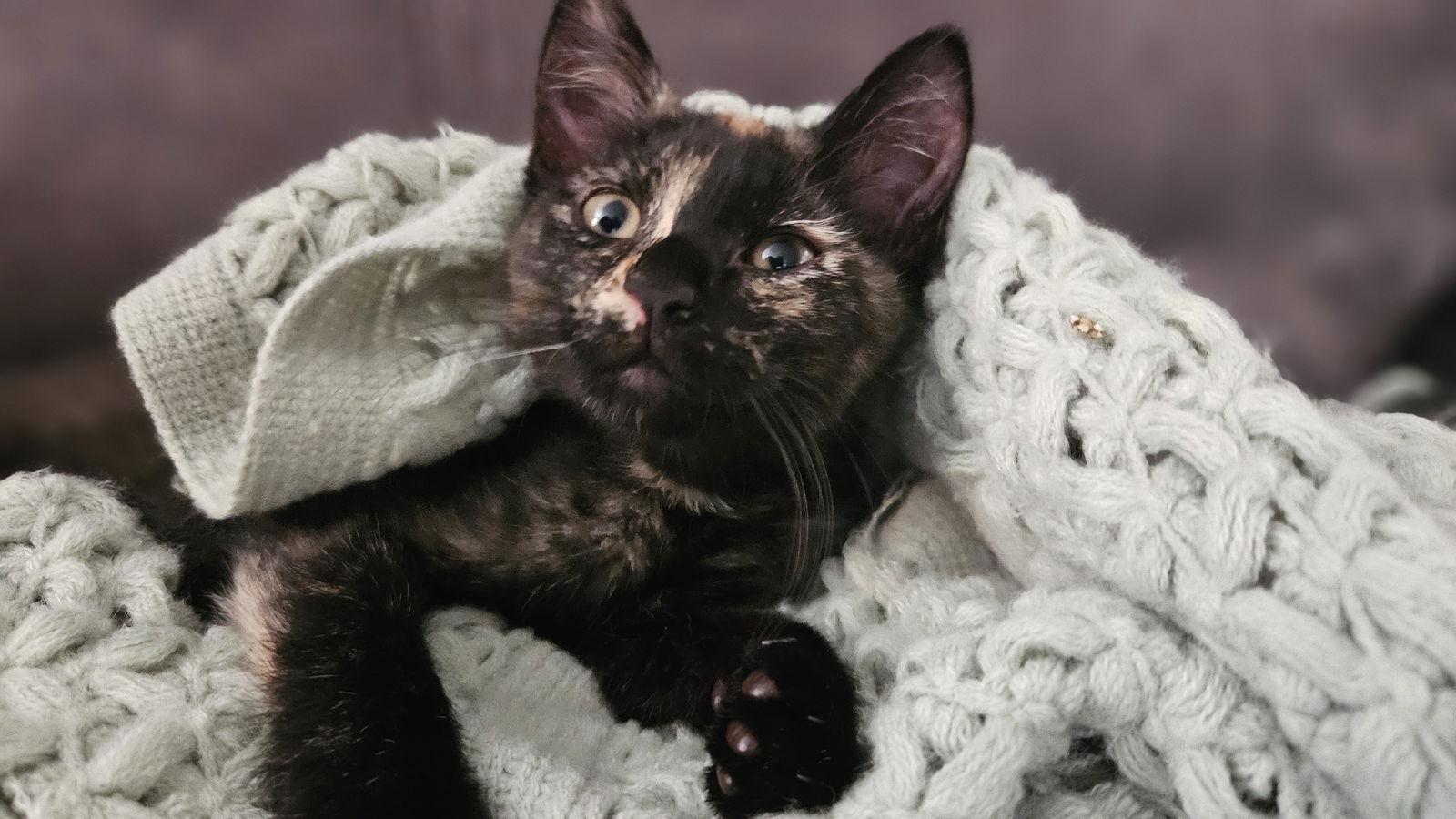 Enlarge Snickers (bonded with Bounty), a Adopted Domestic Short Hair in Antioch, CA image 3/3