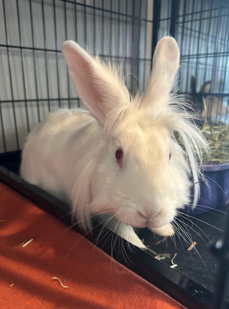 Ruby, ADOPTABLE, Young Female Lionhead.