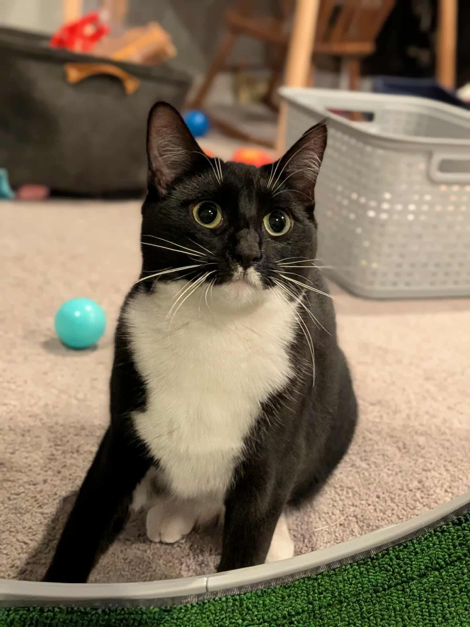 Millie, Adoptable, Adult Female Domestic Short Hair.