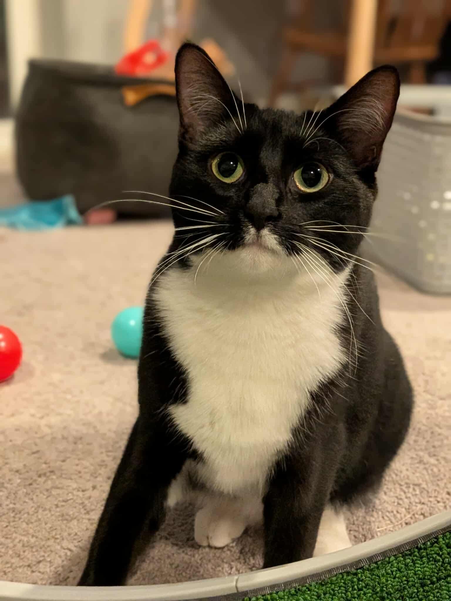 Millie, a Adoptable mixed breed in Sioux Falls, SD image 2/2