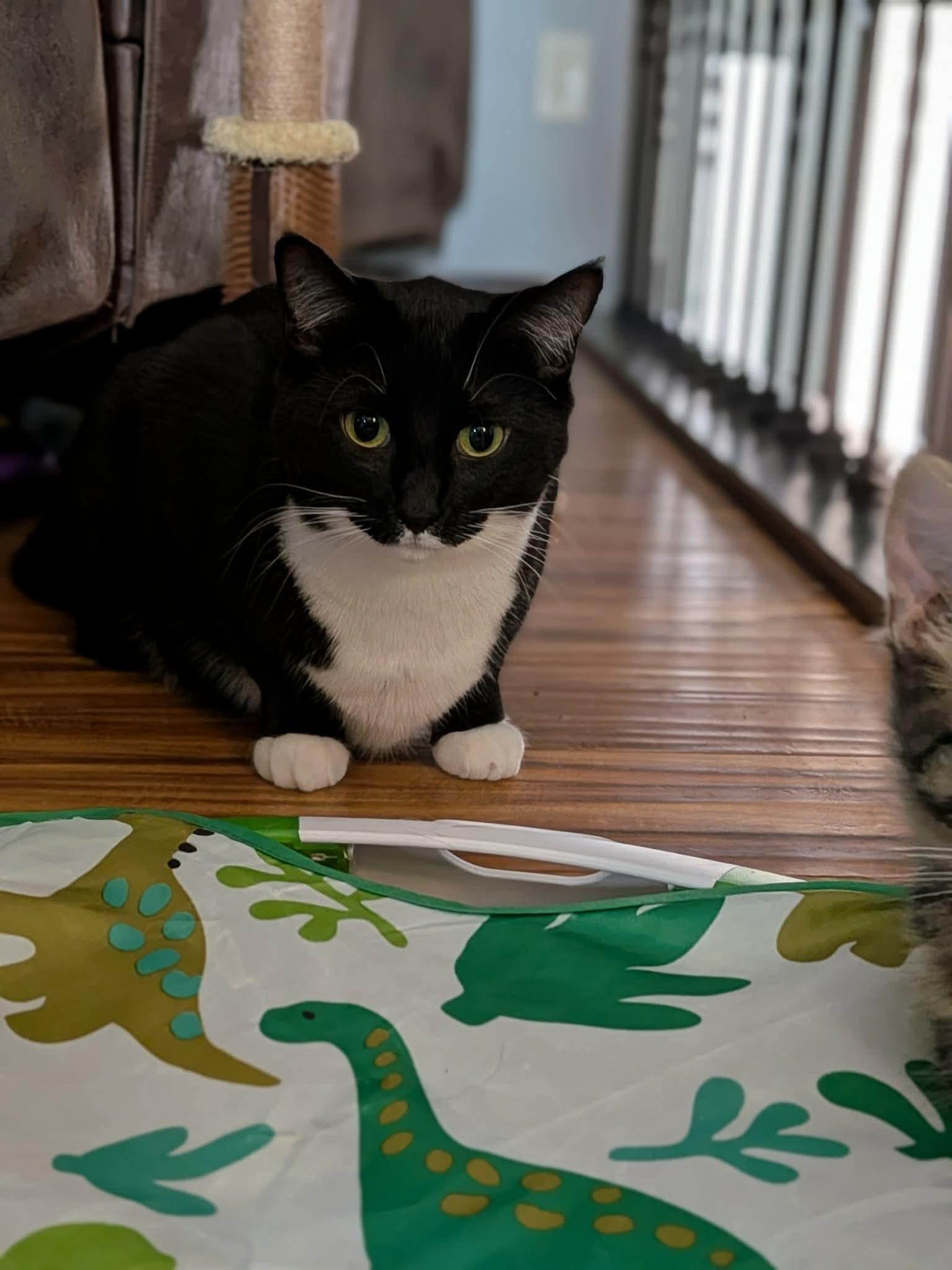 Millie, Adoptable, Adult Female Domestic Short Hair.