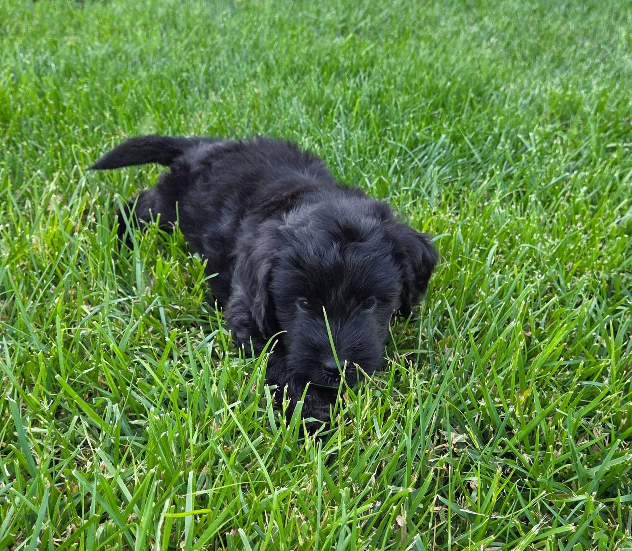Enlarge River, an adopted mixed breed in Jeffersonville, IN image 2/3