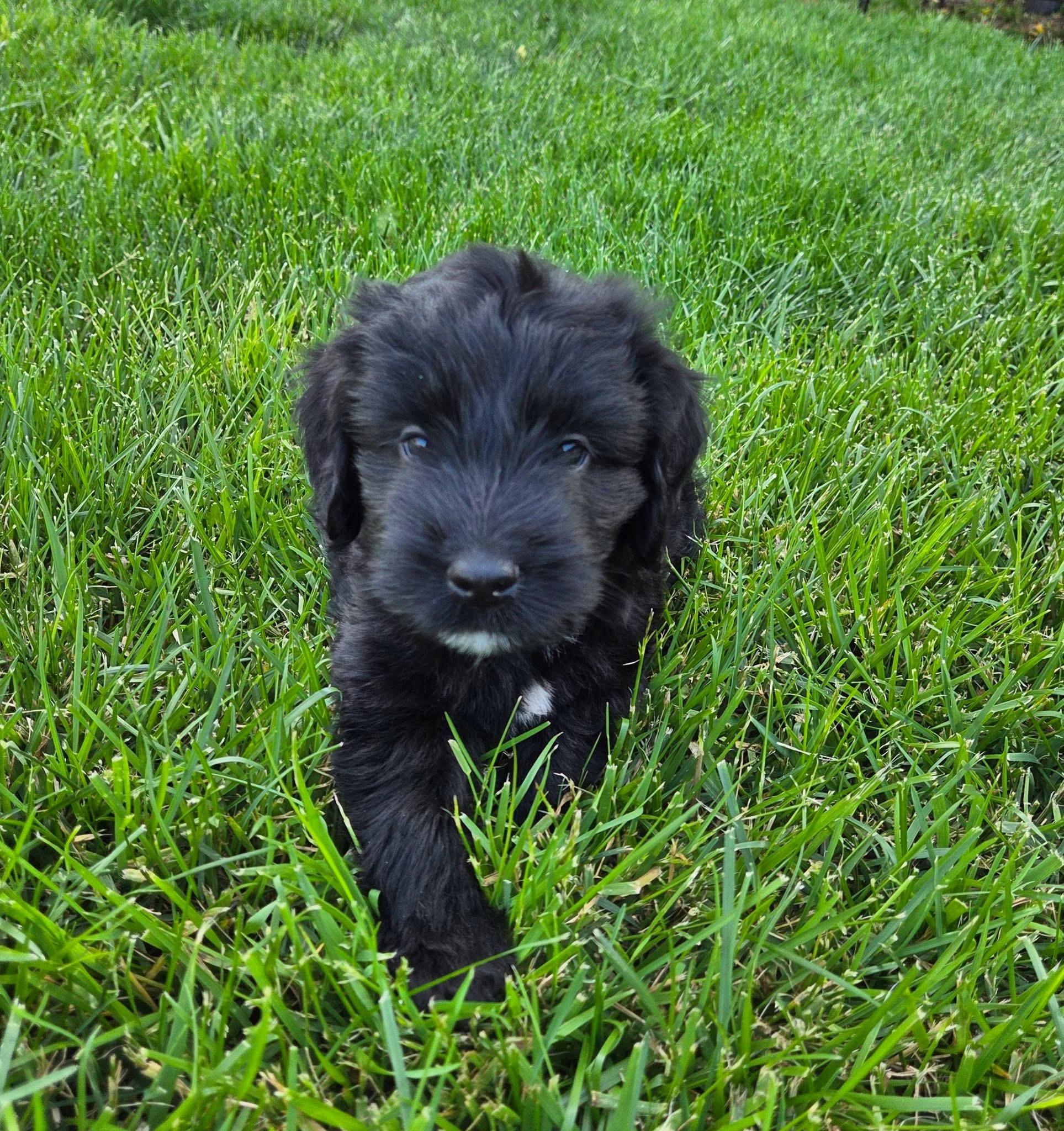 Enlarge River, an adopted mixed breed in Jeffersonville, IN image 1/3