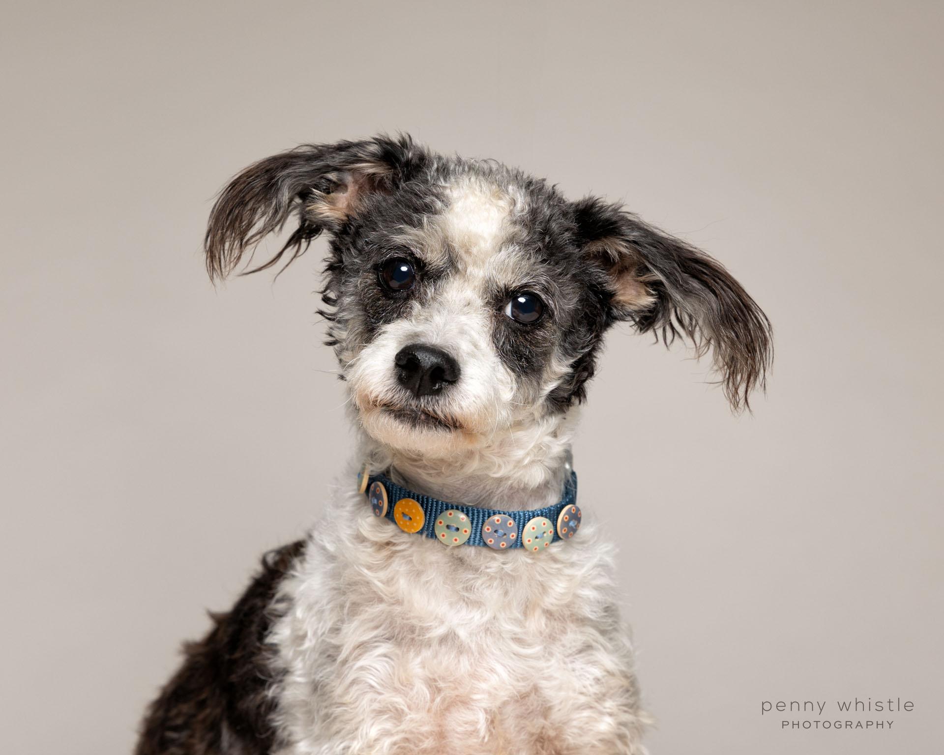 Enlarge Charlie , an adopted mixed breed in Coppell, TX image 1/3