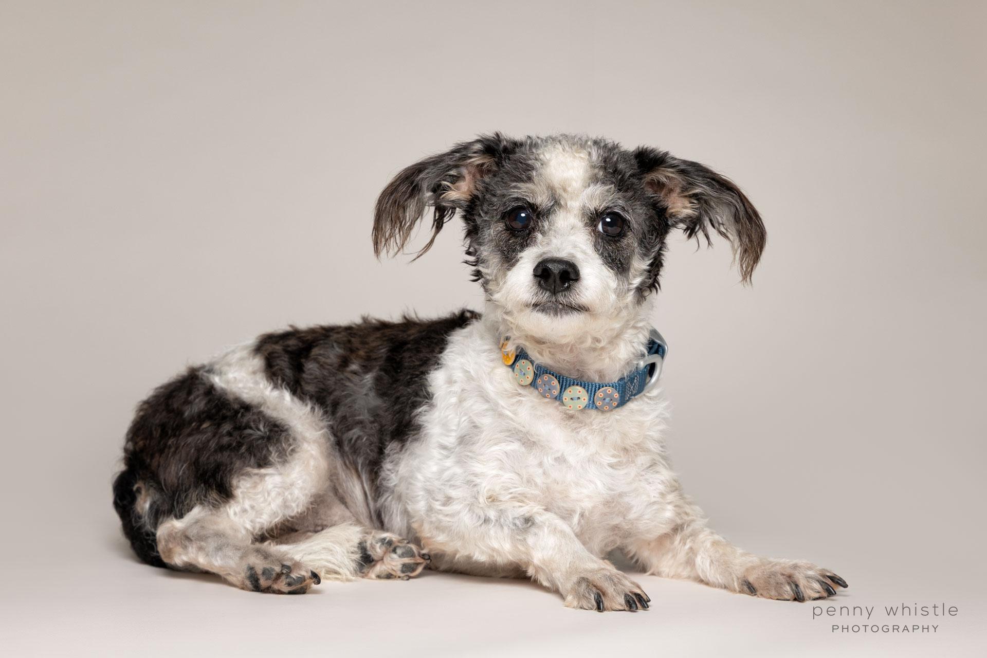 Enlarge Charlie , an adopted mixed breed in Coppell, TX image 3/3