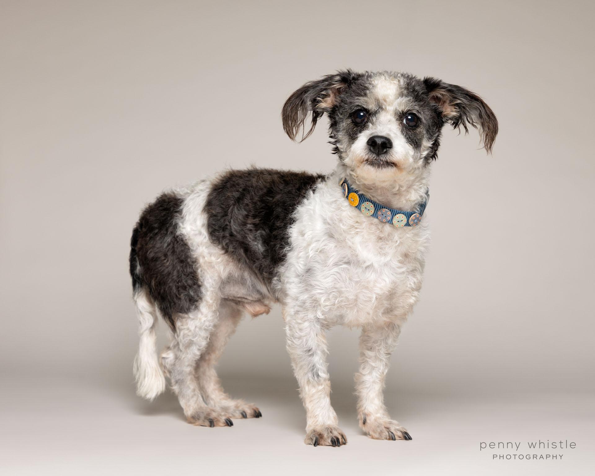 Enlarge Charlie , an adopted mixed breed in Coppell, TX image 2/3