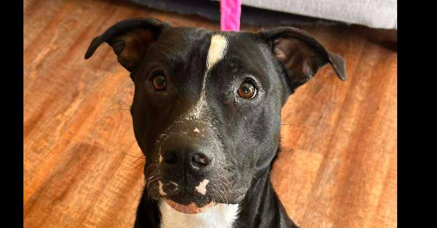 Oliver, Adoptable, Young Male Mixed Breed.