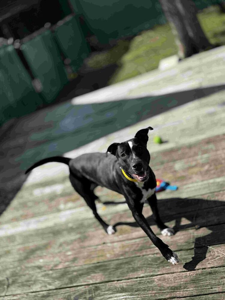 Oliver, a Adoptable mixed breed in Scott, LA image 4/6