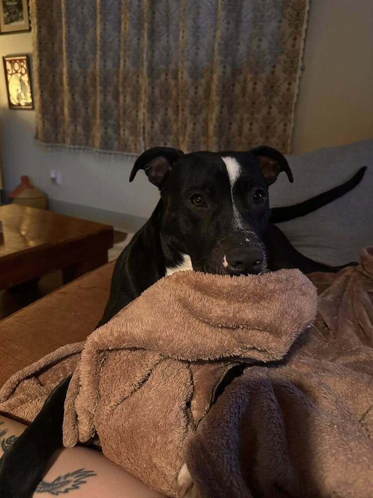 Enlarge Oliver, a Adoptable mixed breed in Scott, LA image 2/6