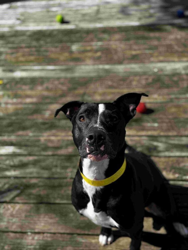Oliver, a Adoptable mixed breed in Scott, LA image 5/6