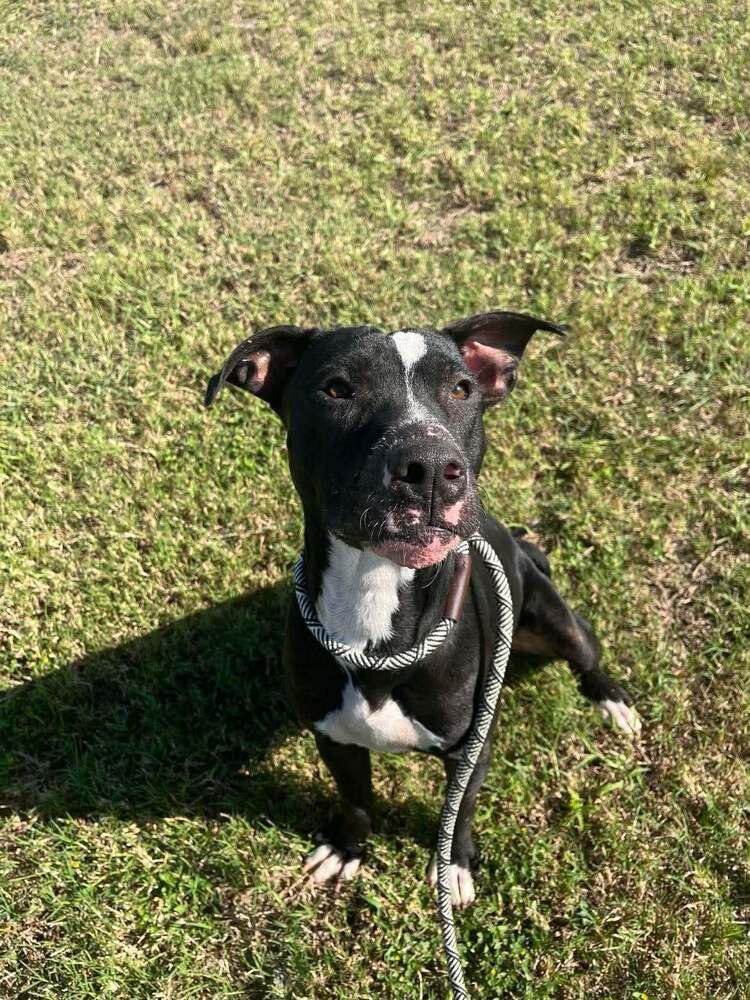 Enlarge Oliver, a Adoptable mixed breed in Scott, LA image 3/6