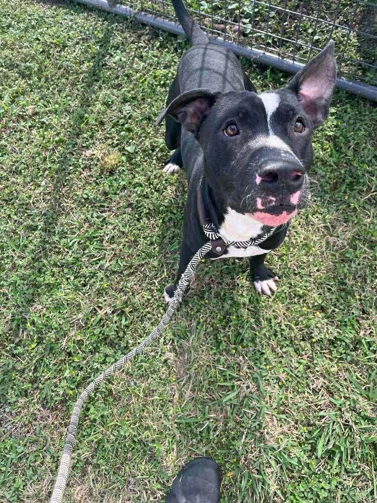 Enlarge Oliver, a Adoptable mixed breed in Scott, LA image 4/6