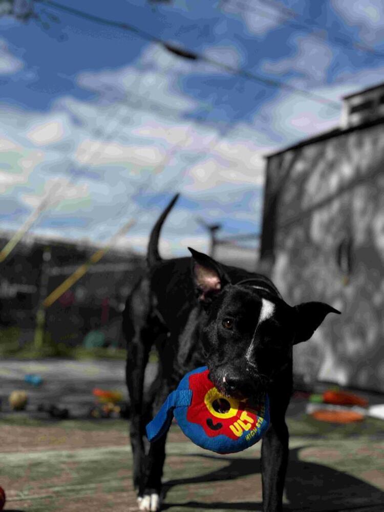 Oliver, a Adoptable mixed breed in Scott, LA image 6/6