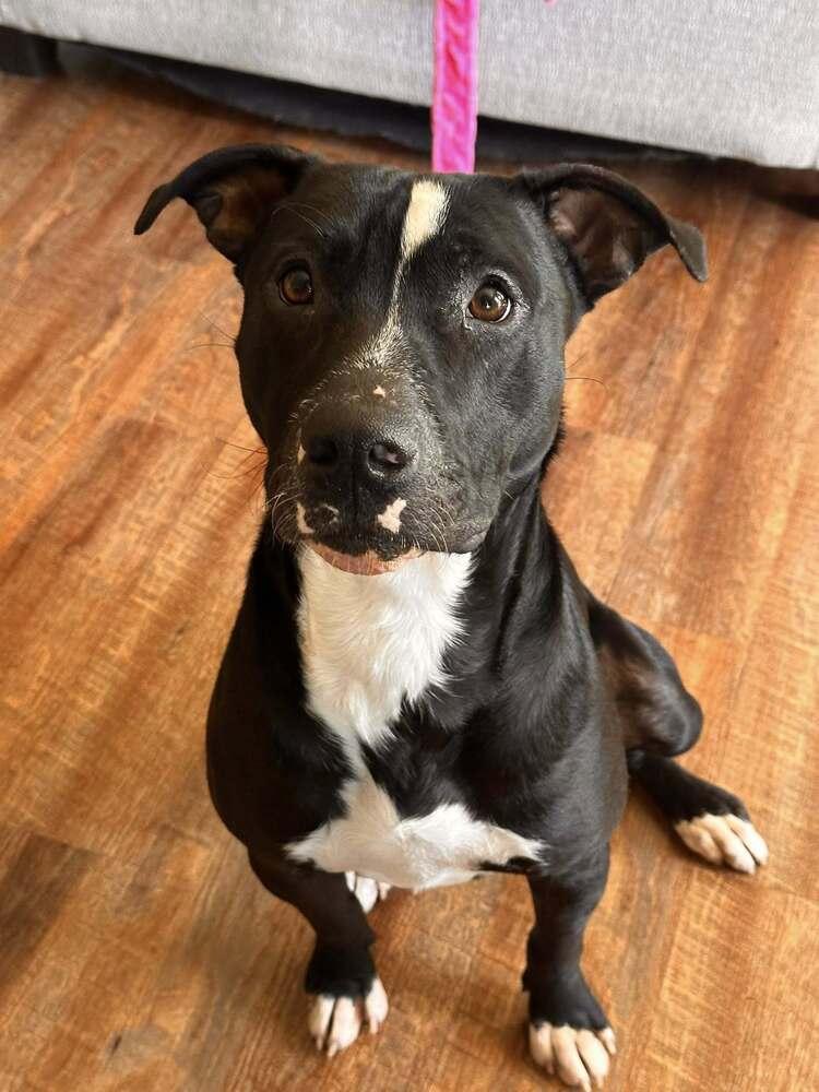 Enlarge Oliver, a Adoptable mixed breed in Scott, LA image 5/6