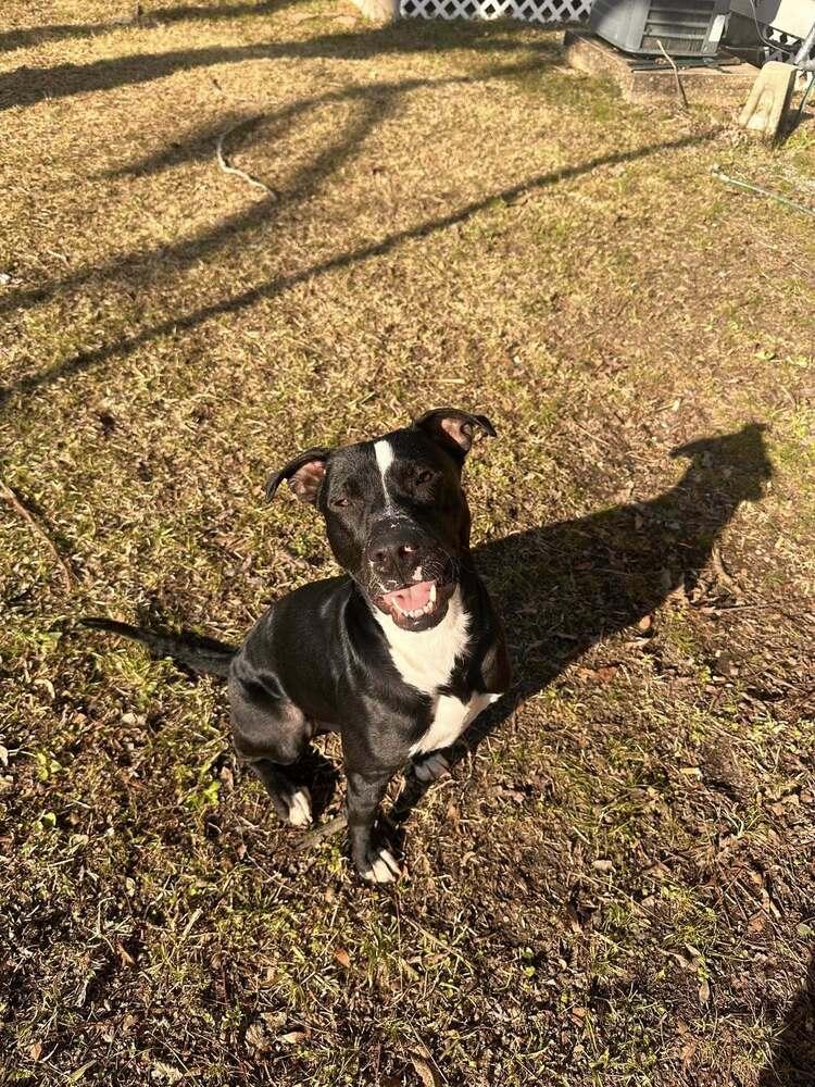 Enlarge Oliver, a Adoptable mixed breed in Scott, LA image 6/6