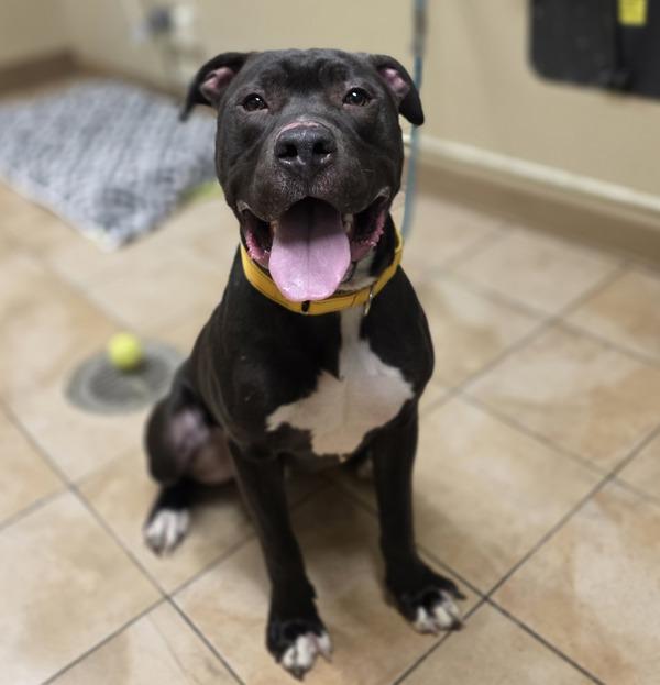 Enlarge Magee (mcas), a Adoptable mixed breed in Troutdale, OR image 1/1