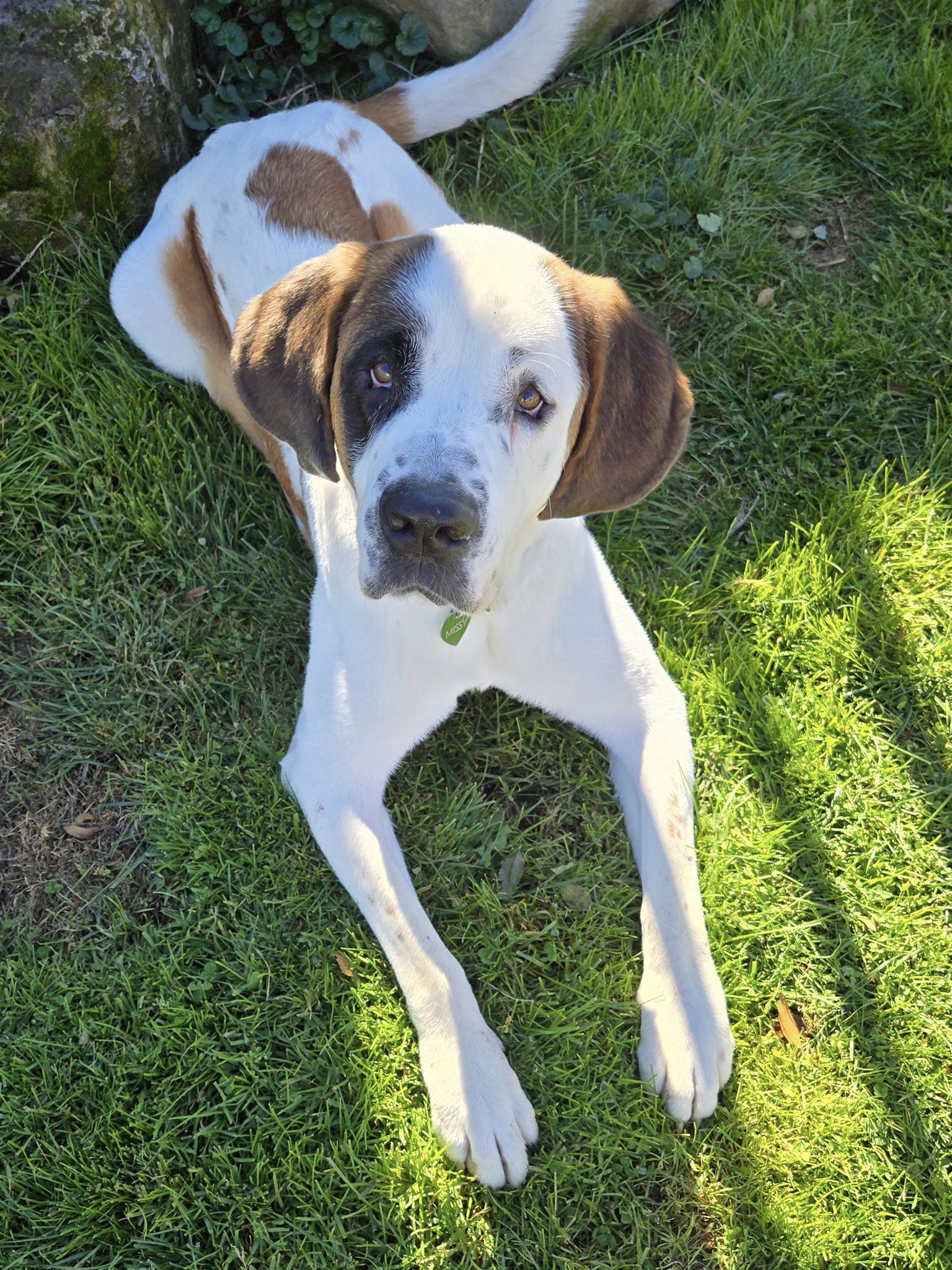 Dog for adoption Missy, a Saint Bernard in Greensboro, NC Petfinder
