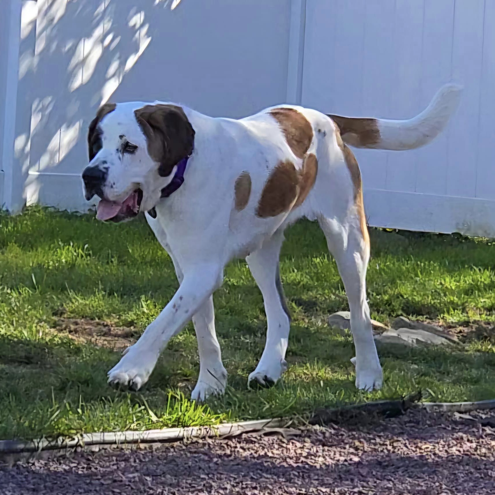 Dog for adoption Missy, a Saint Bernard in Greensboro, NC Petfinder