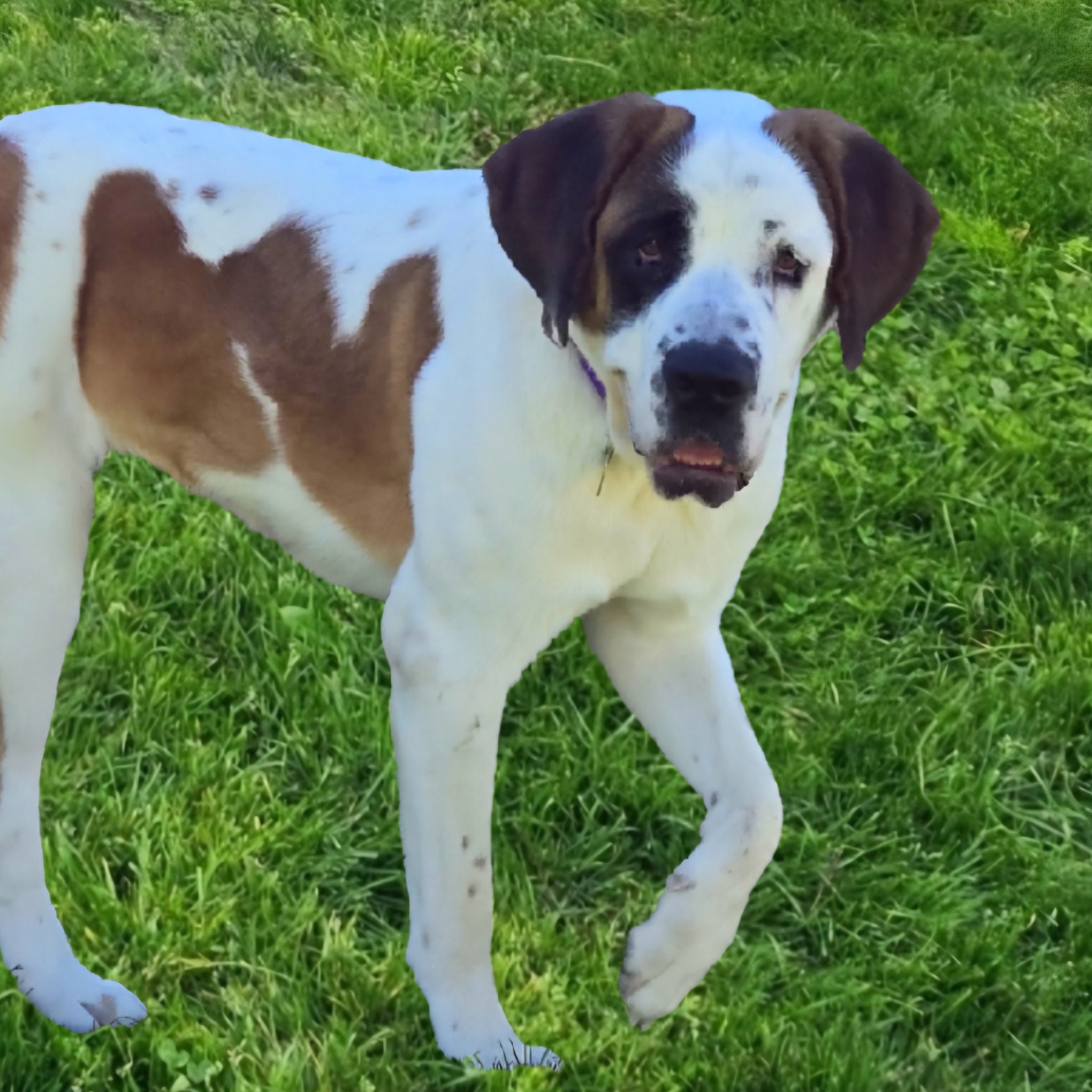Dog for adoption Missy, a Saint Bernard in Greensboro, NC Petfinder